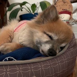 Meet your Posher, Logan